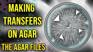 The Agar Files  Making Transfers on Agar [upl. by Marucci716]