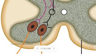 Stretch reflex or Myotatic reflex  Phasic amp Tonic stretch reflexes [upl. by Ahsele]