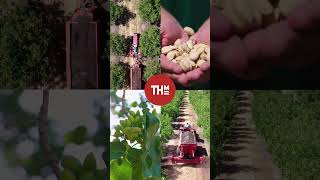 Pistachio Farms Quick Highlight Reel  American Pistachio Growers [upl. by Kaile180]