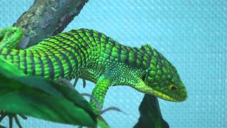 Abronia graminea malewmv [upl. by Arolf]