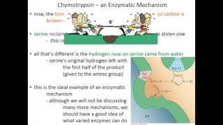 Lecture 7C Chymotrypsin Mechanism [upl. by Ettesoj]