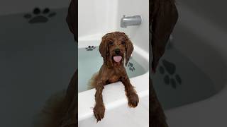 it’s bath time puppy bath asmr shorts funny dog [upl. by Etnoel]