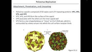 Virology Chapter 15 Part 2 [upl. by Adnarim]