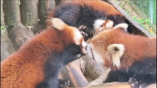 2 Red Pandas Getting too Intimate 🙈Everyone Feeling Awkward cute redpanda [upl. by Any]