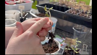 Leggy Tomato Seedlings No problem [upl. by Ylak]