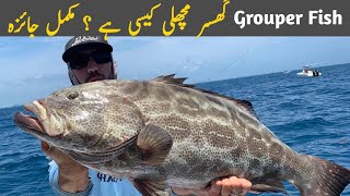 GissarGrouperHamour Fish complete Information Biggest Fish Market in Karachi [upl. by Eiuqnom]