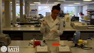 PCR Amplification of cheek cell DNA [upl. by Kimberley812]