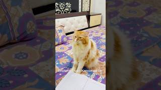 Bilu G aur😳😳😳cat catcomedy billicomedy viralcat catcomedy catvideo sajidcat billug [upl. by Mighell]