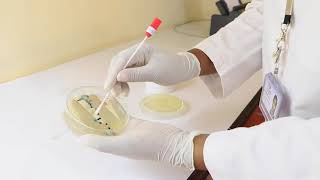 URINE CULTURE AND SENSITIVITY TEST [upl. by Aneret]