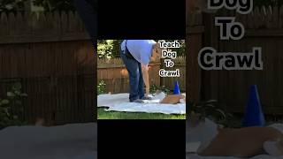 Teach Your Dog To Crawl For Fun [upl. by Ethelinda]