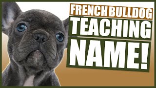 PUPPY TRAINING  Teaching FRENCH BULLDOG Their Name [upl. by Segalman]