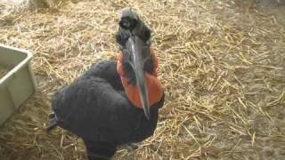 Abyssinian Ground Hornbill Hornrabe [upl. by Mussman]