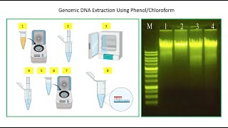 How To Perform DNA Extraction Using Phenol Chloroform Method 🧑🏻‍🔬🧬👇 [upl. by Pepita]