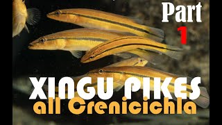 Pike cichlids Crenicichla guide to all the species from the Rio XIngu in nature and the aquarium [upl. by Hillier]