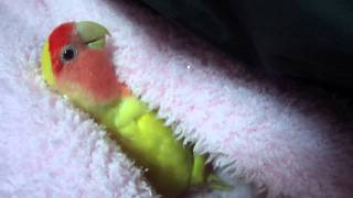 Chicken the Lovebird talking [upl. by Lajet1]