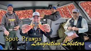 Spot PrawnsShrimp and Langostino Lobster Fishing [upl. by Ainerol949]