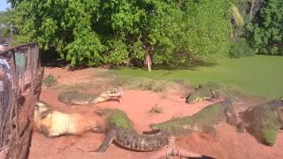 Crocodile bites foot off another crocodile [upl. by Luckin]