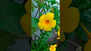 Allamanda Plant youtubeshorts viralvideo trending yt short viral shorts allamanda youtube [upl. by Nylimaj]