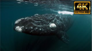 Kommetjie RIGHT WHALES blow RAINBOWS  FREE FLIGHT  quotShine On You Crazy Diamondquot downsouth whales [upl. by Rhine]