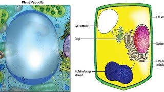 what is vacuole and part vacuoles [upl. by Mailli342]