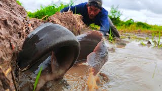 OMG a fisherman skills catch a lot of fish in the field near the road by hand [upl. by Schargel]