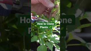 How to Take Plant Cuttings [upl. by Osterhus]