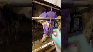 🐄💜 Farm Secrets Why Are Cows Udders Covered in Purple Spray [upl. by Aila762]