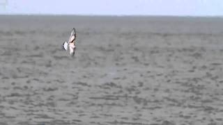 Little Gull in flight Isle of Man DSLR Video [upl. by Essirehc]