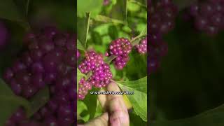 Callicarpa americana American Beautyberry [upl. by Demmahom]