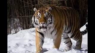 The huge male siberian tiger Scare off a group of tigers [upl. by Scharf]