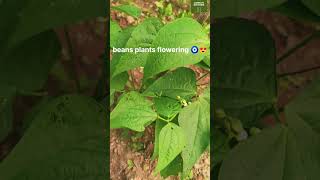 ಬೀನ್ಸ್ ಗಿಡದಲ್ಲಿ ಹೂ ಬಿಡಲು ಶುರು ಆಗಿದೆ beans plants start flowering soo happy to see shorts flower [upl. by Emsmus537]