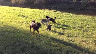 DOG FIGHT Rottweiler VS Czechoslovakian Wolfdog [upl. by Dlonyer]