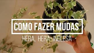 Como fazer muda da Hera Herainglesa plantas herainglesa [upl. by Ivatts943]