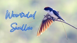 Wiretailed Swallow  calling  Wiretailed Swallow slow motion  Hirundo smithii [upl. by Yukio]