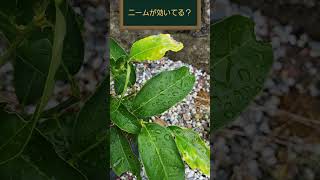 エカキムシにニームが効いてるってこと？みかん専門 家庭菜園 エカキムシbonsai [upl. by Treve]