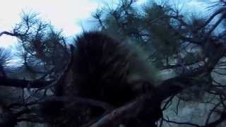 Porcupine in a tree up close [upl. by Retrak]