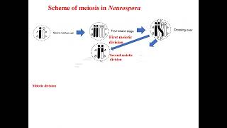 Scheme of meiosis in Neurospora crassa Tetrad analysis [upl. by Akinaj]