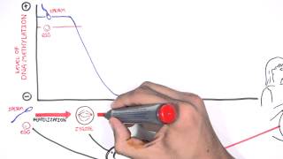 DNA Methylation and Development [upl. by Dulcy131]