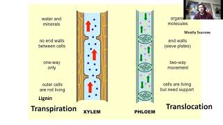 Xylem and Phloem  Transpiration and Translocation Edexcel GCSE Combined Science [upl. by Alodee]