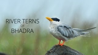 River Terns of Bhadra [upl. by Ferdinande]