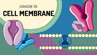 THE CELL MEMBRANE  Easy to understand structure [upl. by Tamarah]