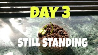 Albizia Julibrissin bonsai  creative farmer bonsai seeds  Bonsai from seed  Day 3  IT SURVIVES [upl. by Aiveneg785]