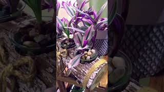 Tradescantia Nanouk Propagation And Pruning  Green Moments wJuliette Ep 23 [upl. by Kramnhoj303]