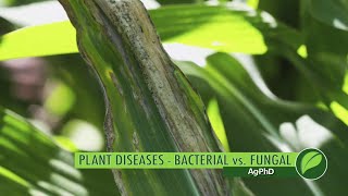 Plant DiseasesBacterial vs Fungal 1057 Air Date 7818 [upl. by Pamela]