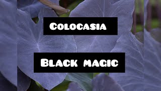 colocasia black magicâœ¨ï¸  planta fascinante cuidados [upl. by Lansing676]