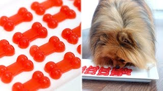 How to Make Gummy Bears FOR DOGS  RECIPE [upl. by Eittol]