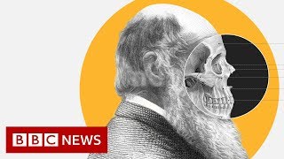 Theory of Evolution How did Darwin come up with it  BBC News [upl. by Gertie]