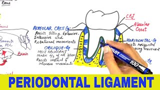 Periodontal Ligament  Overview [upl. by Lemrahc578]