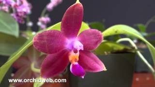 OrchidWeb  Phalaenopsis species [upl. by Fulcher]