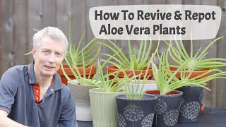 How To Revive And Repot Aloe Vera Plants  Transforming Overgrown Aloe Vera Into Attractive Plants [upl. by Marino]